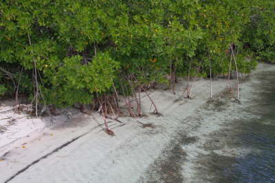 Mangrove