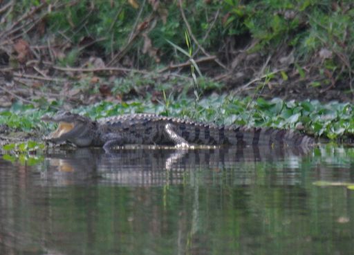 Chitwan Krokodil