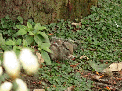 Chipmunk